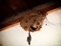 AlbergoM24