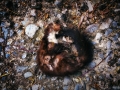 CotonificioH045